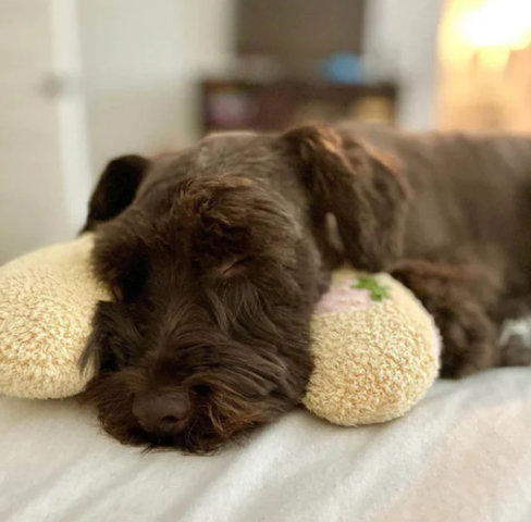 🐾💤 ¡Tu mascota también merece un descanso lleno de amor 🥰