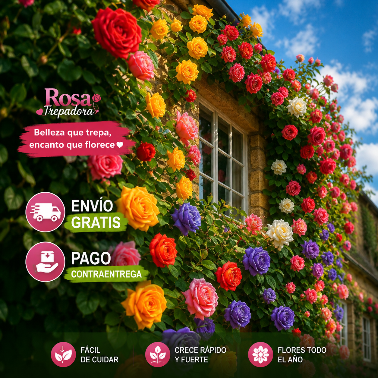 🌹SEMILLAS DE ROSAS TREPADORAS 🌹