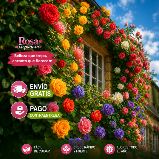 🌹SEMILLAS DE ROSAS TREPADORAS 🌹