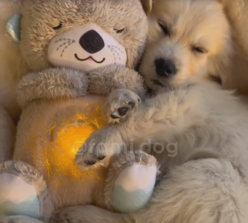 ⭐LA NUTRIA QUE RESPIRA… Y CALMA EL CORAZÓN ❤️ : RELAJA BEBÉS 👶, MASCOTAS 🐶 Y ADULTOS 🧑‍🦰👩‍🦰  ✨¡UN PELUCHE CON PODER EMOCIONAL! ✨